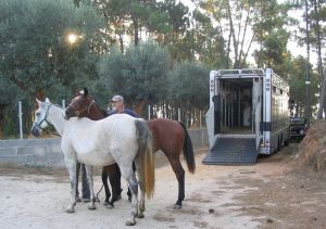 mare and foal unloading from horse transporter