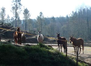 Early morning delegation of horses at my window