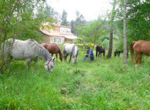 Horses and Prasado on clean up duty